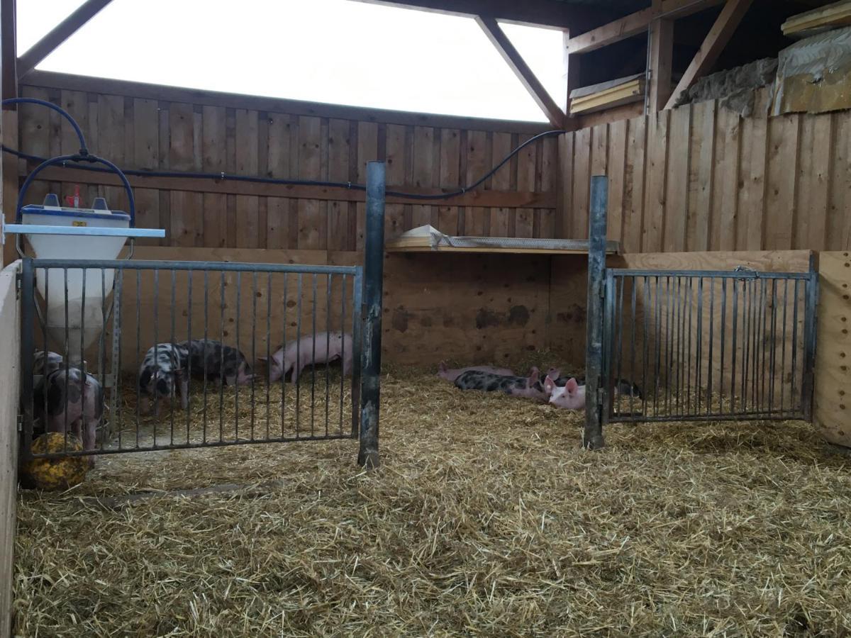 Ferienwohnung Auf Dem Bauernhof 科特布斯 外观 照片