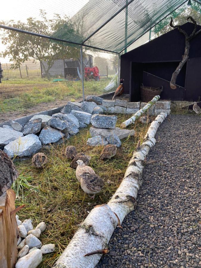 Ferienwohnung Auf Dem Bauernhof 科特布斯 外观 照片