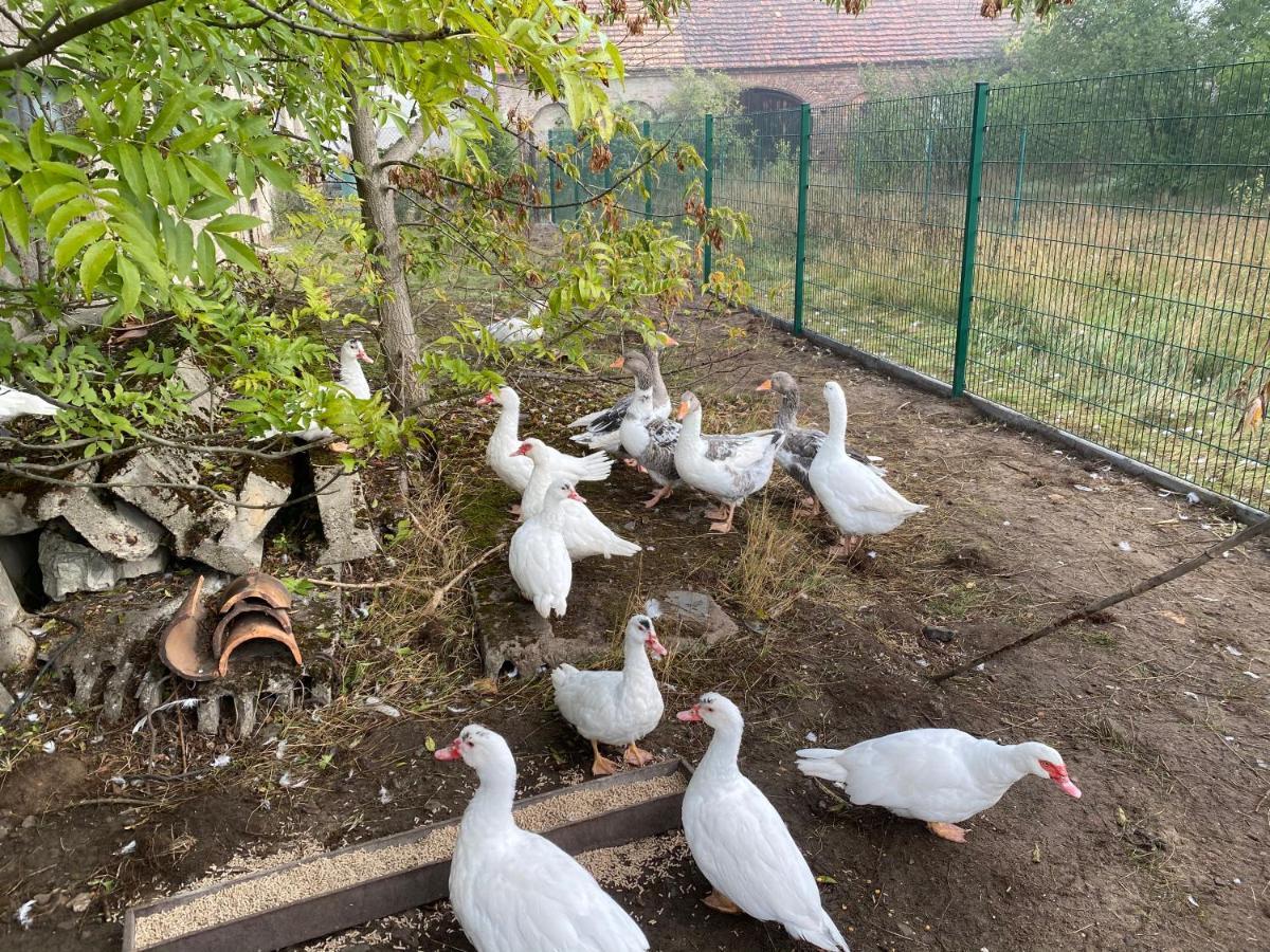 Ferienwohnung Auf Dem Bauernhof 科特布斯 外观 照片