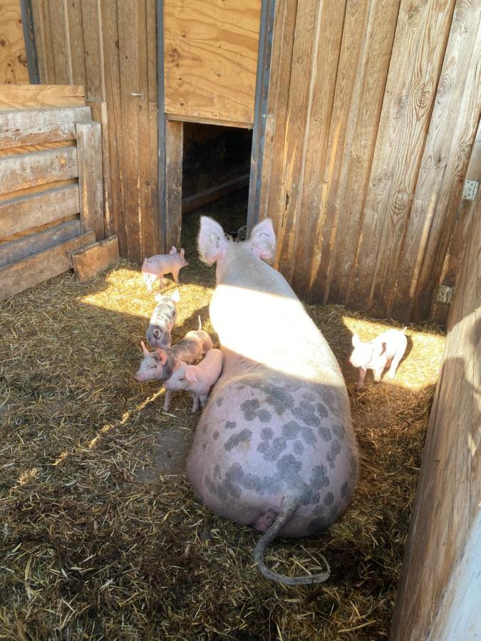 Ferienwohnung Auf Dem Bauernhof 科特布斯 外观 照片